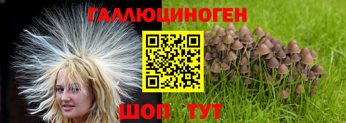 Волхов  Псилоцибиновые грибы мухоморы  купить закладку  Вход с VPN  Галлюциногенные грибы Cubensis 
